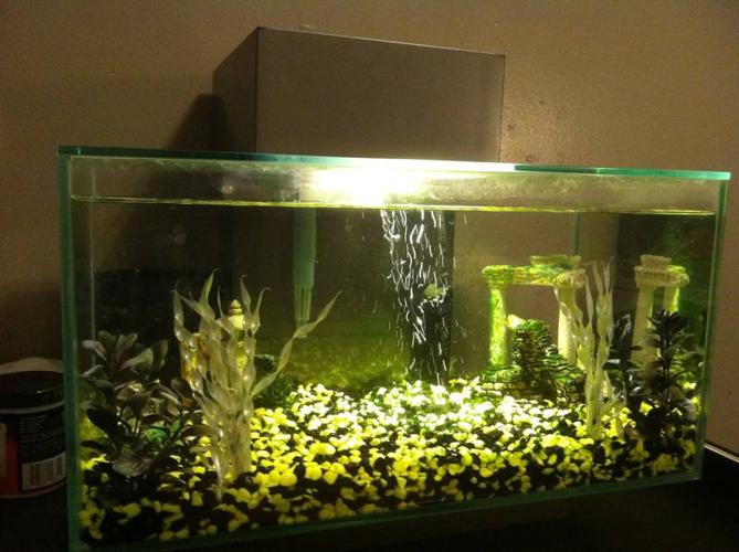  - fish-tank-with-pea-puffer-fish_3304665